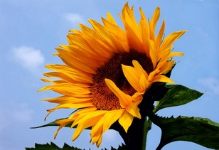 关于向日葵的英文小诗:有关于向日葵 的英文网名、:向日葵的花语是什么？向日葵英语